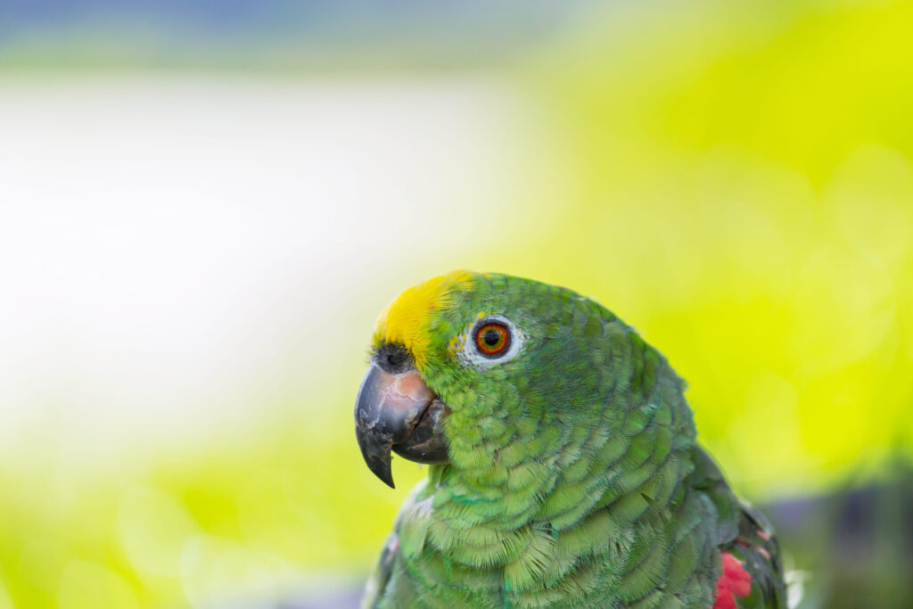 Un perroquet Amazone à front jaune vu de près