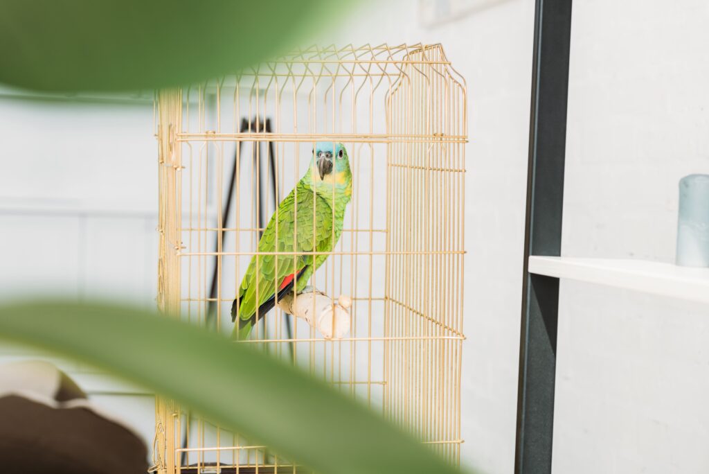 Adopter un perroquet Amazone n'est pas une décision simple Un perroquet Amazone en captivité chez un particulier