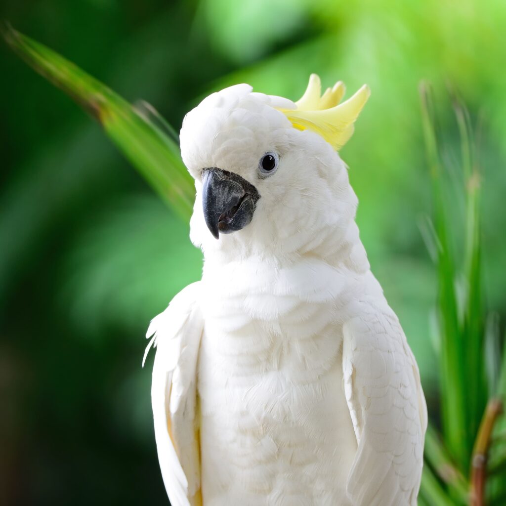 Choisir d'adopter un perroquet cacatoès c'est avoir un perroquet affectueux Un perroquet cacatoès fixe l'horizon