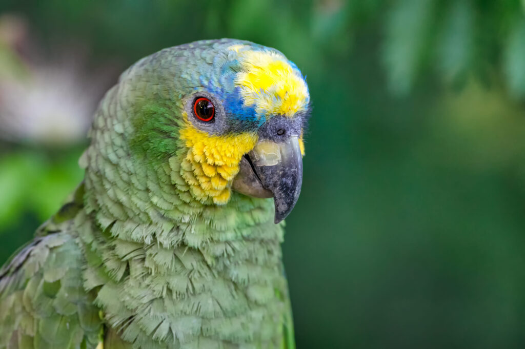 Un perroquet Amazone à front jaune vue de près