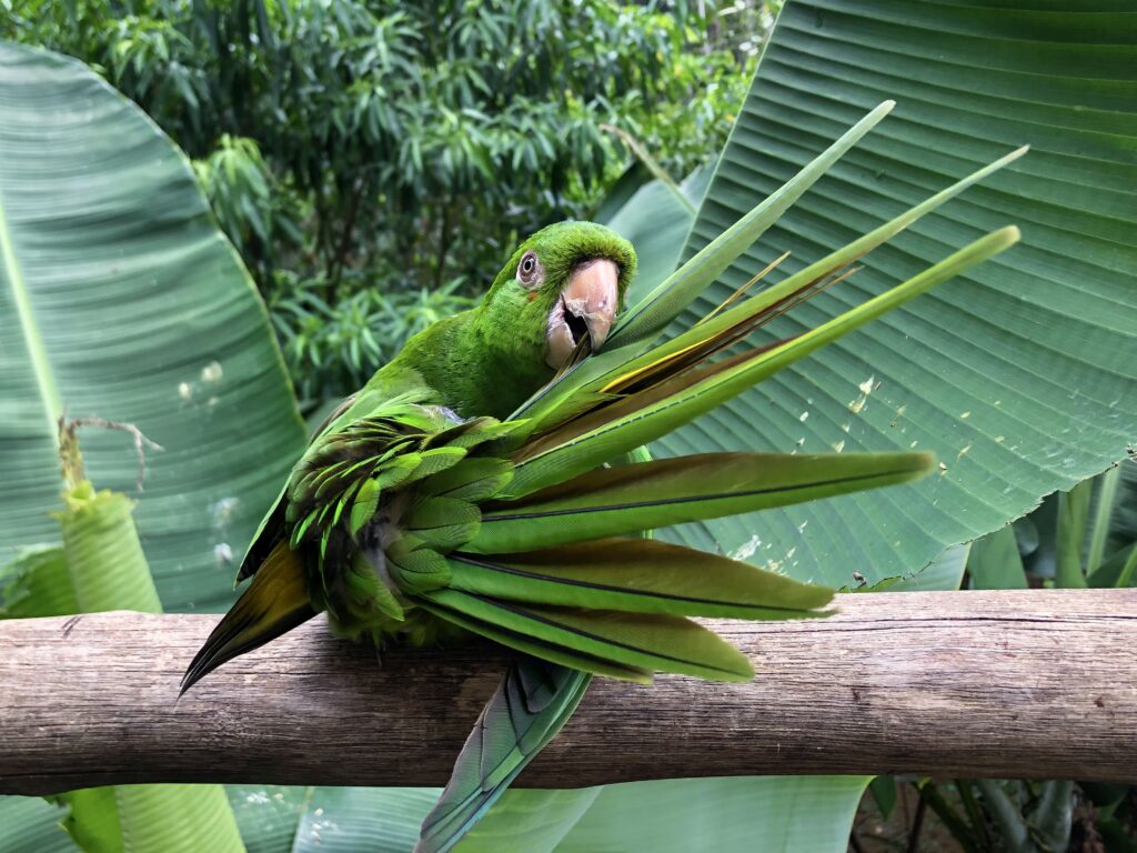 Il existe de nombreuses sous-espèces de perroquets qu'il faut connaître Un perroquet sur une branche fait l'intéressant