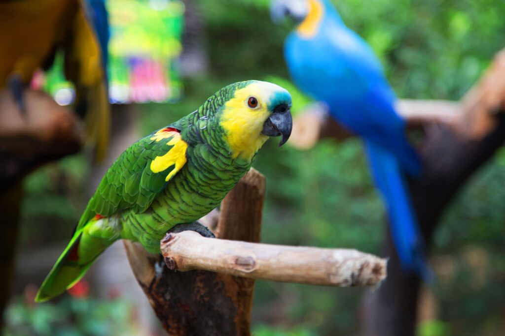 Des perroquets sur des perchoirs aux couleurs vertes et bleues