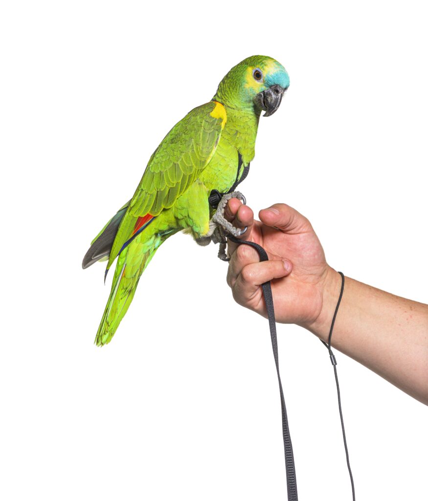 Intégrer un perroquet Amazone chez soi demande certaines étapes Un perroquet Amazone posé sur le doigt de quelqu'un