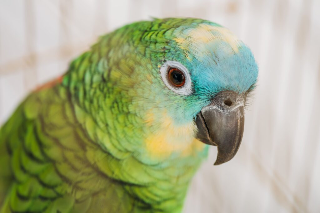 L'adoption d'un perroquet Amazone implique de nombreux coûts Un perroquet Amazone vu de près