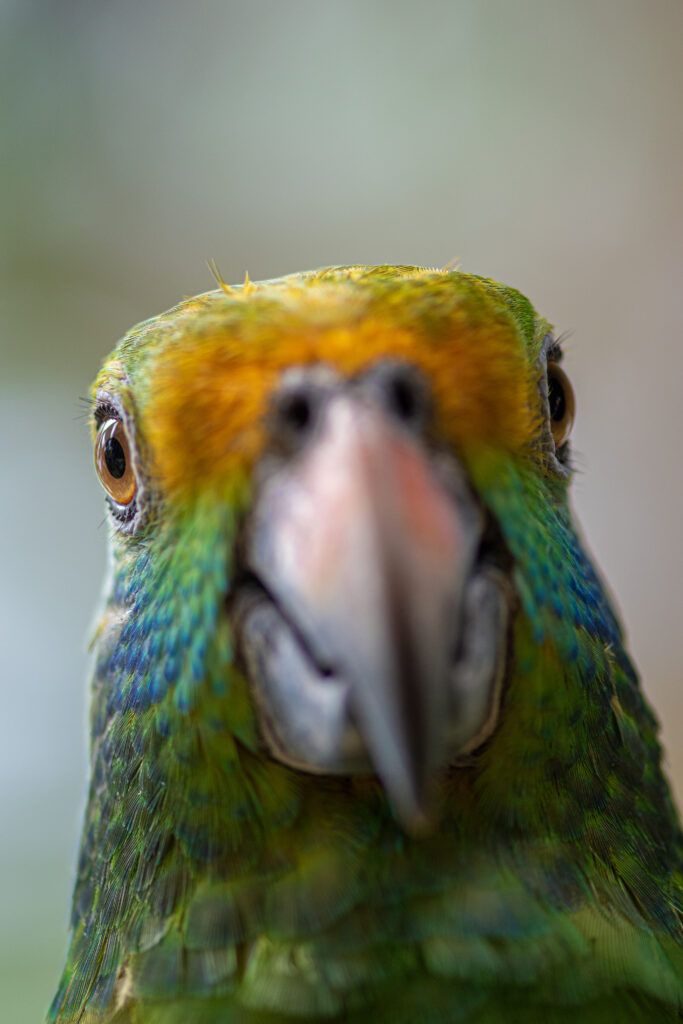 Le perroquet Amazone peut être très joyeux ou vraiment en colère Un perroquet Amazone qui regarde fixement avec un air plein d'affection