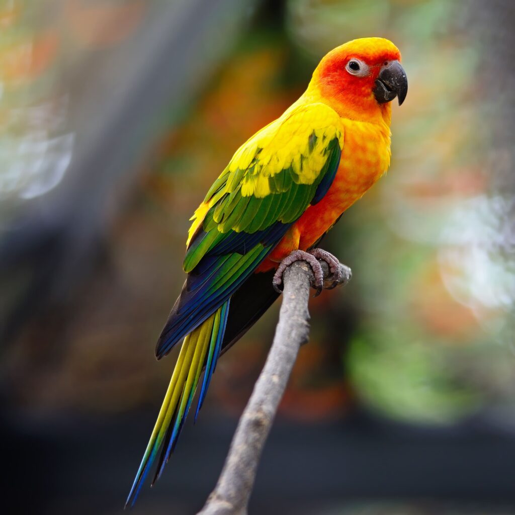 Le perroquet Conure est petit mais très coloré Un perroquet Conure perché sur une branche regarde l’objectif