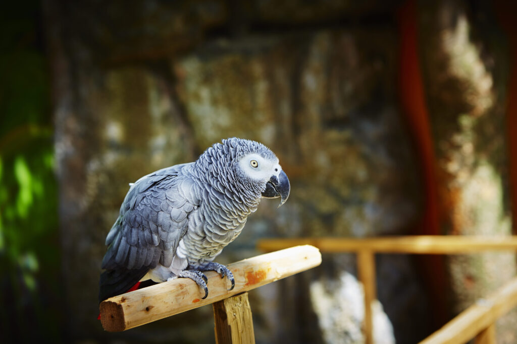 Le perroquet Gris du Gabon est vu comme l'intellectuel des oiseaux Un perroquet Jaco sur un perchoir