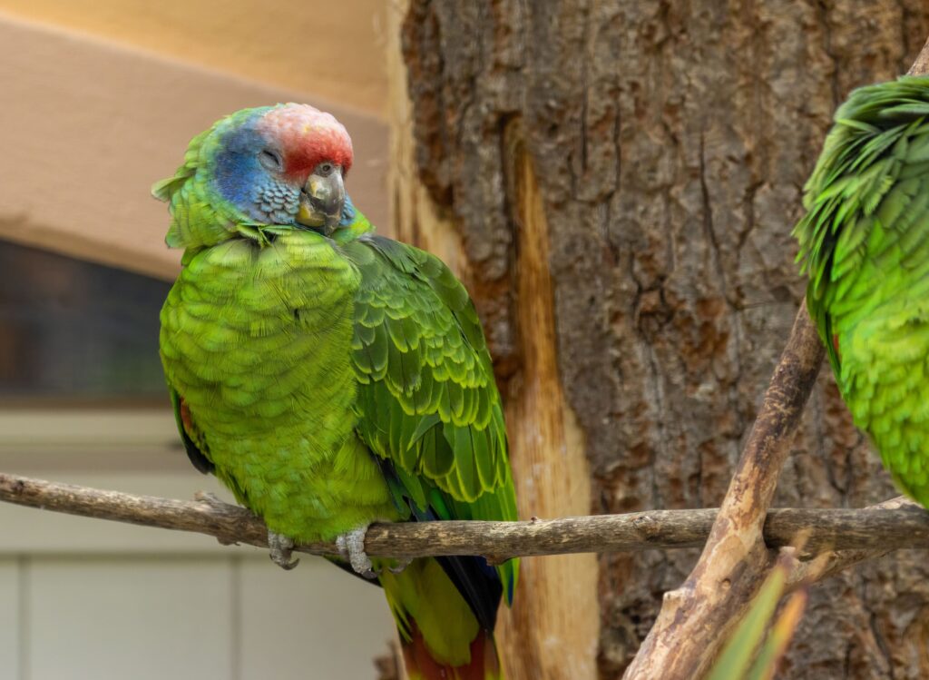 Le refuge, une option pour adopter un perroquet Amazone Un perroquet Amazone tranquille dans un refuge