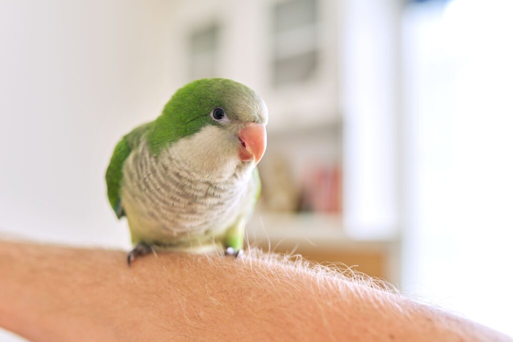 Les facteurs à étudier avant de choisir une espèce de perroquet à adopter Un perroquet Quaker sur le bras de quelqu'un