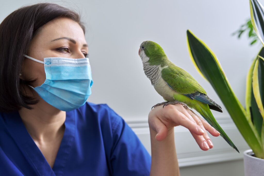 Un vétérinaire observe un perroquet avec un masque