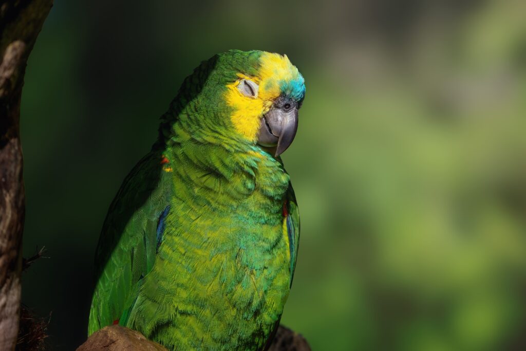 Un perroquet Amazone à front bleu prend le soleil