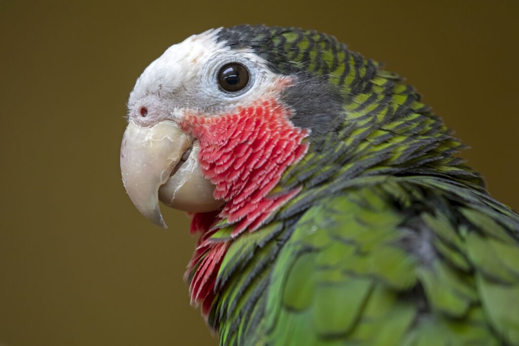 Pourquoi le perroquet Amazone est un très bon oiseau de compagnie Un perroquet Amazone vu de profil
