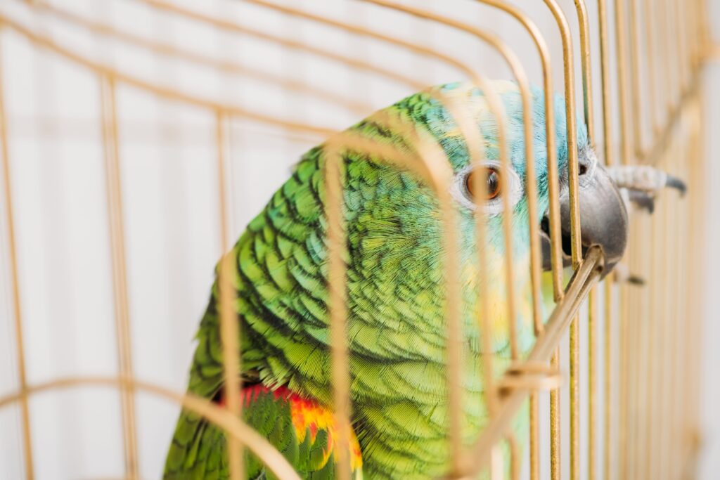 Un perroquet Amazone mordille les grilles de sa cage