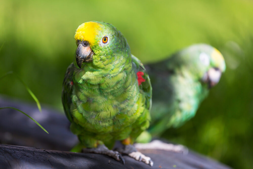 différentes sous-espèces de perroquets amazones Il existe différentes sous-espèces de perroquets Amazones
