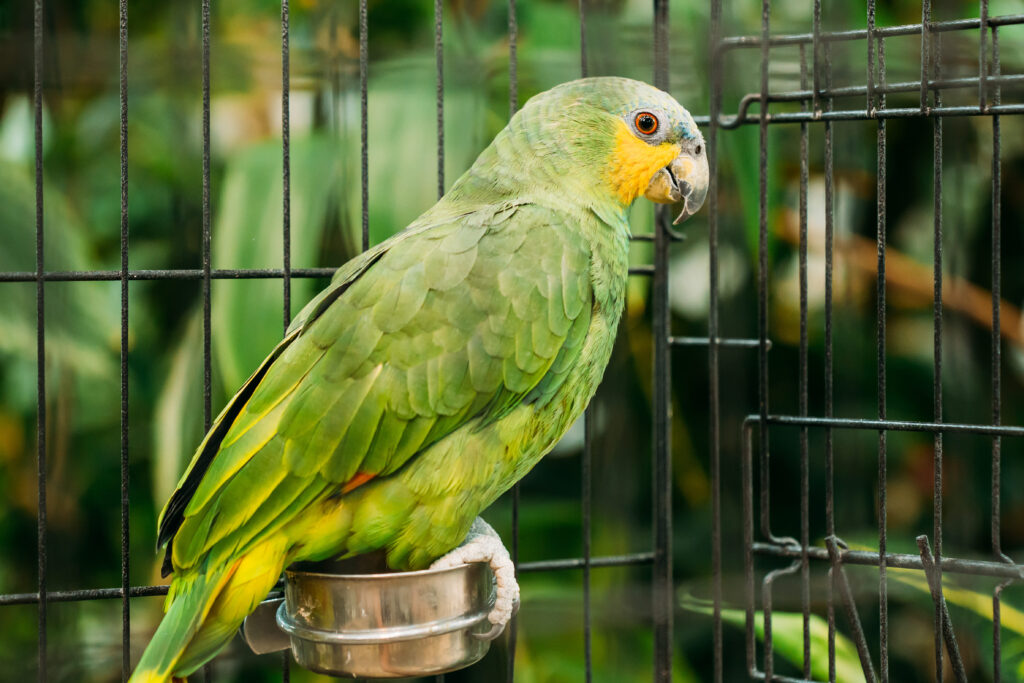 perroquet amazone dans une cage Un perroquet Amazone dans une cage
