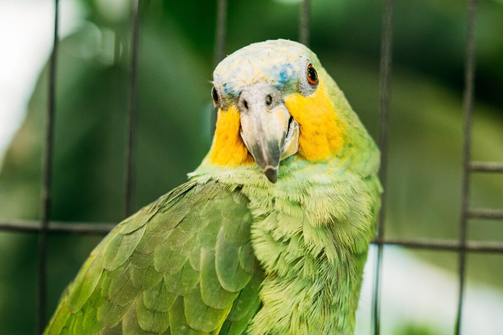 Avoir un perroquet Amazone qui parle peu prendre du temps Un perroquet Amazone dans une cage regarde un appareil photo