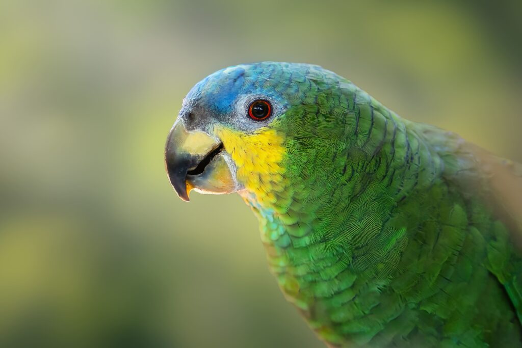 Un perroquet Amazone a front bleu vu de près