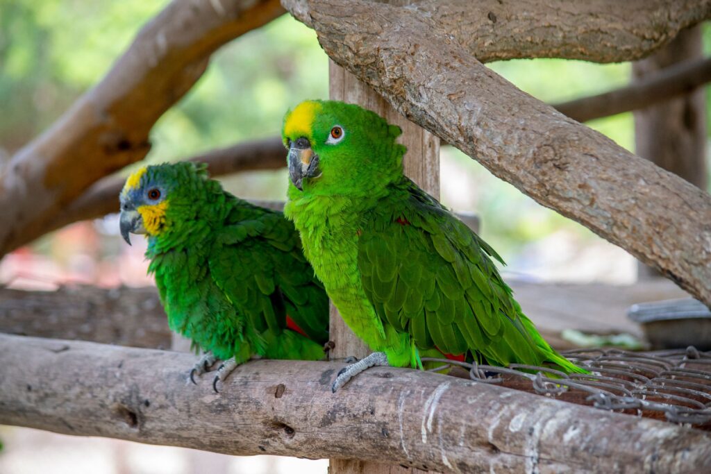 Pour obtenir un oiseau parleur chez soi, il faut faire preuve de patience ! Deux perroquets Amazones perchés sur un arbre
