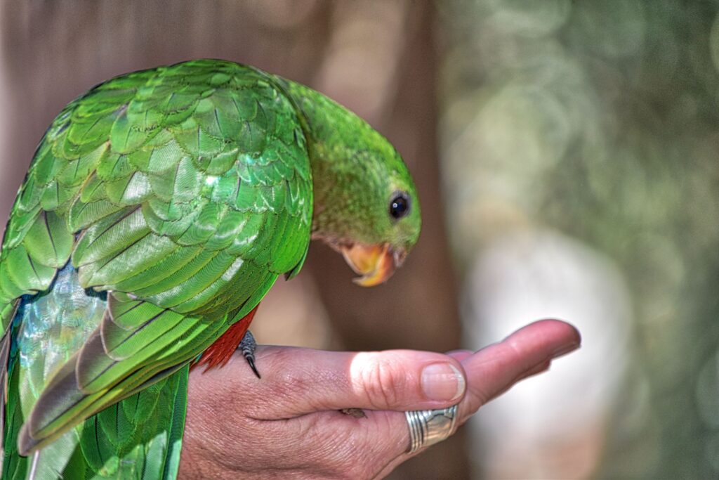 Le perroquet Amazone a une alimentation variée