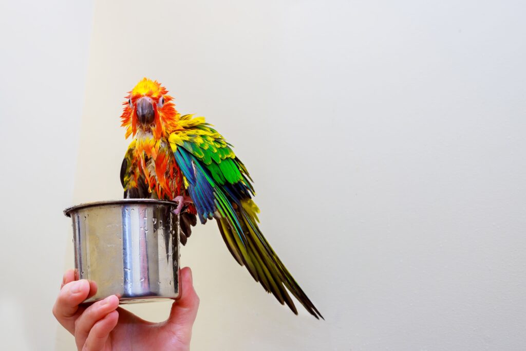 Un perroquet trempé après avoir pris une douche