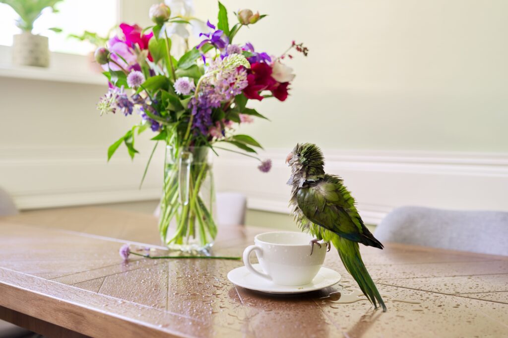 Un petit perroquet mouillé après son bain dans une tasse