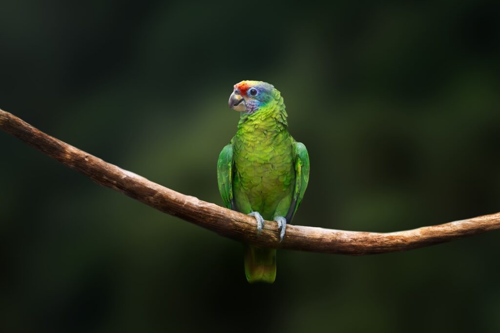 Un petit perroquet Amazone sur une branche