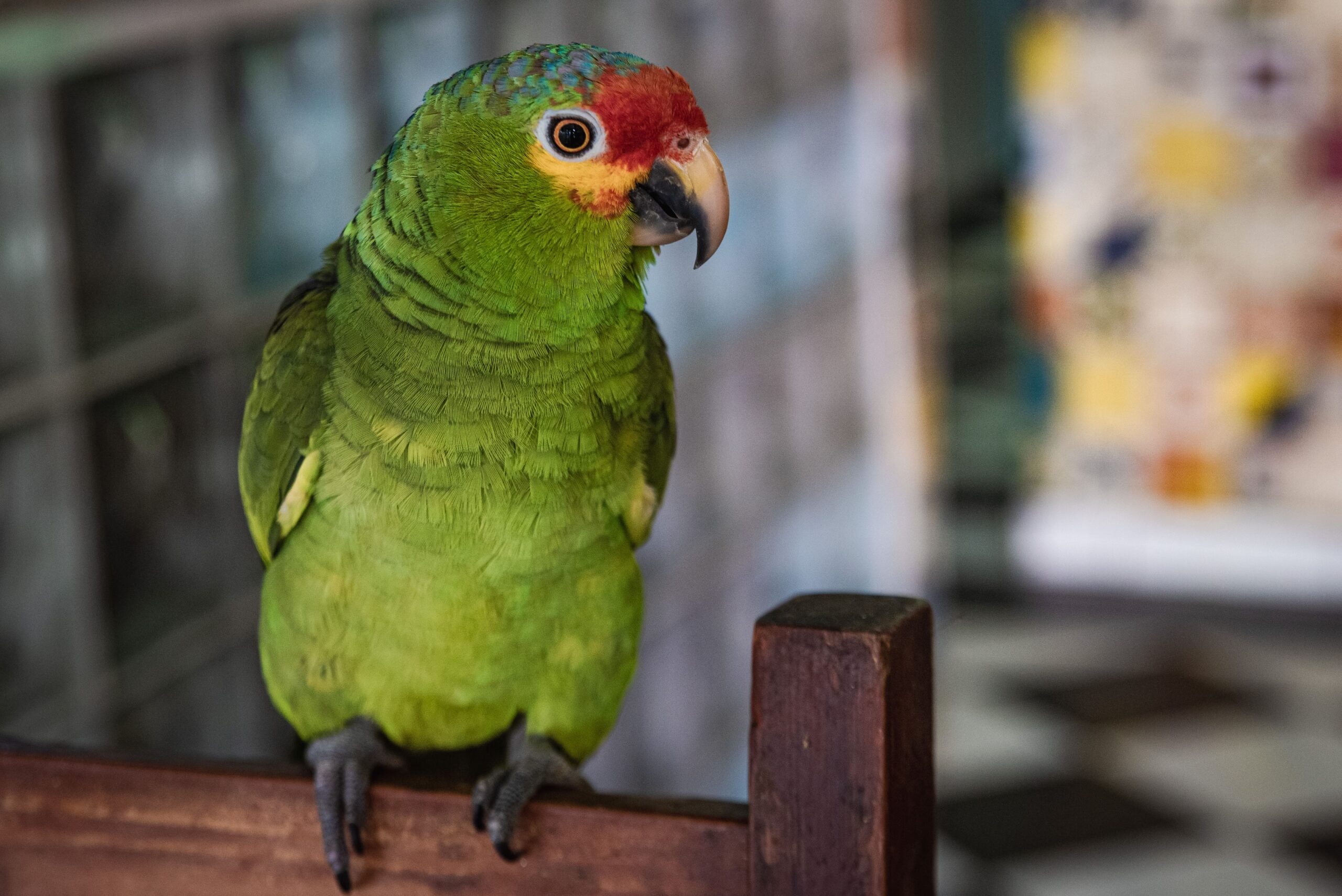 Amazone à joues vertes