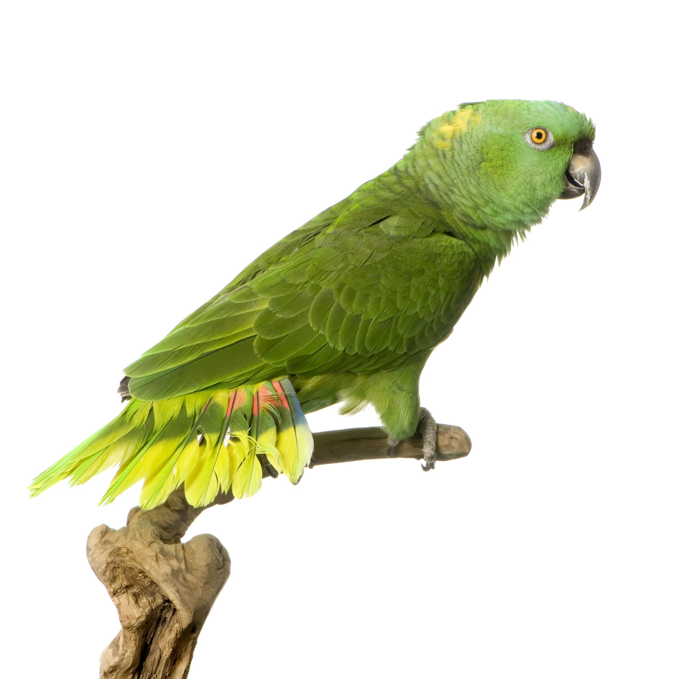 Perroquet Amazone à nuque jaune
