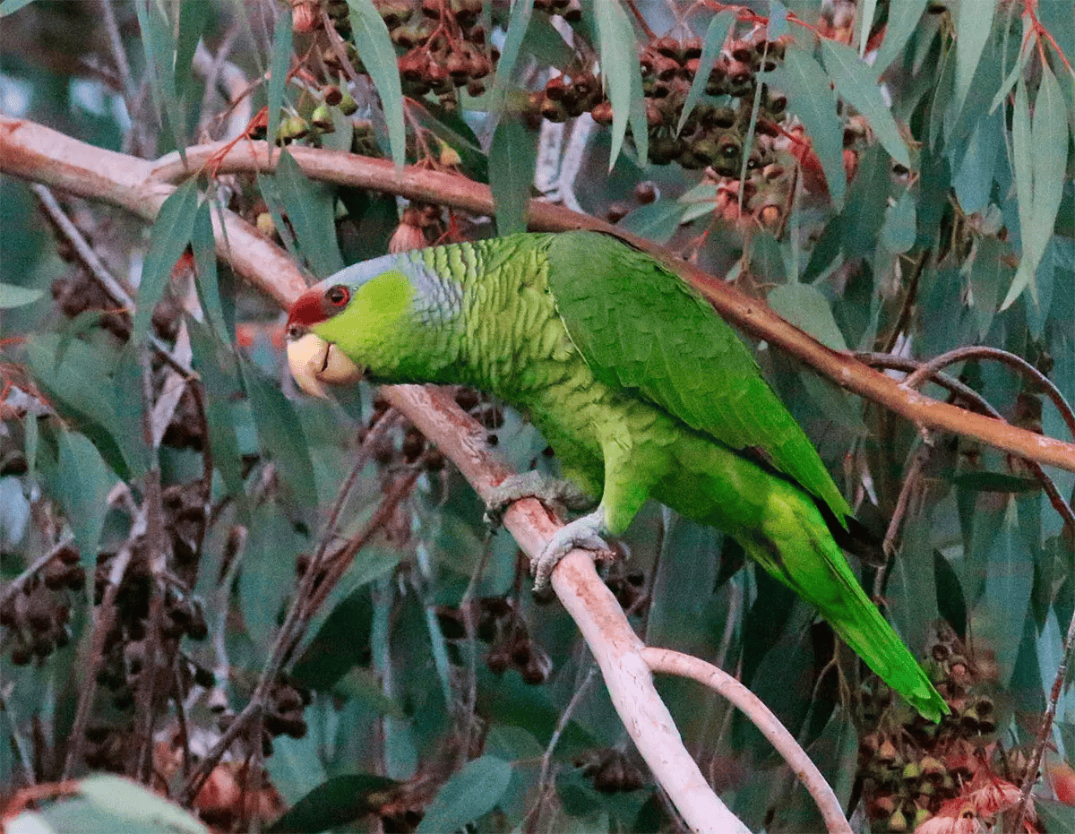 Amazone à tête lilas