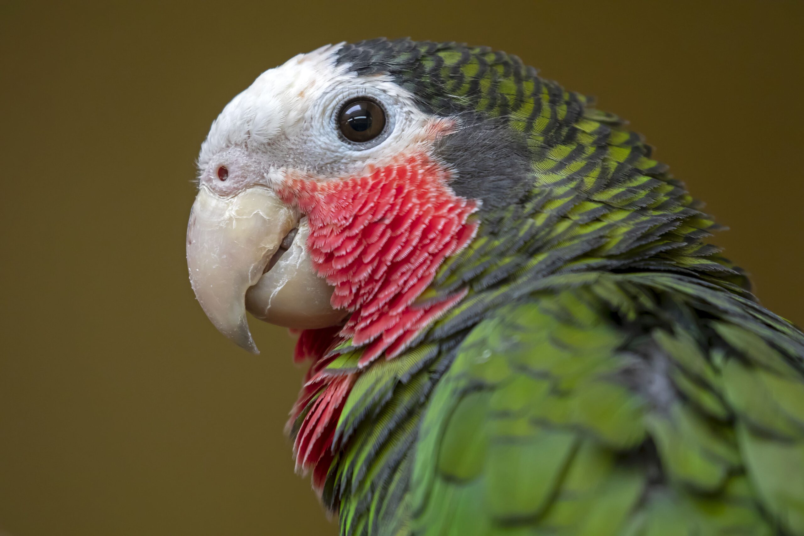 Perroquet Amazone de Cuba