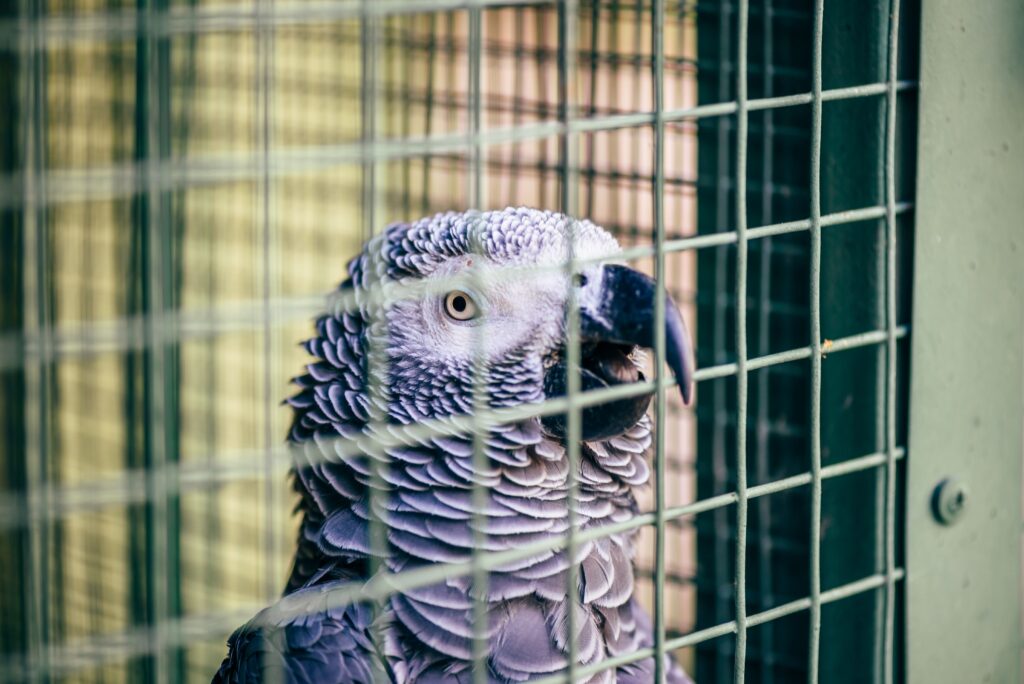 Un perroquet gris dans une cage