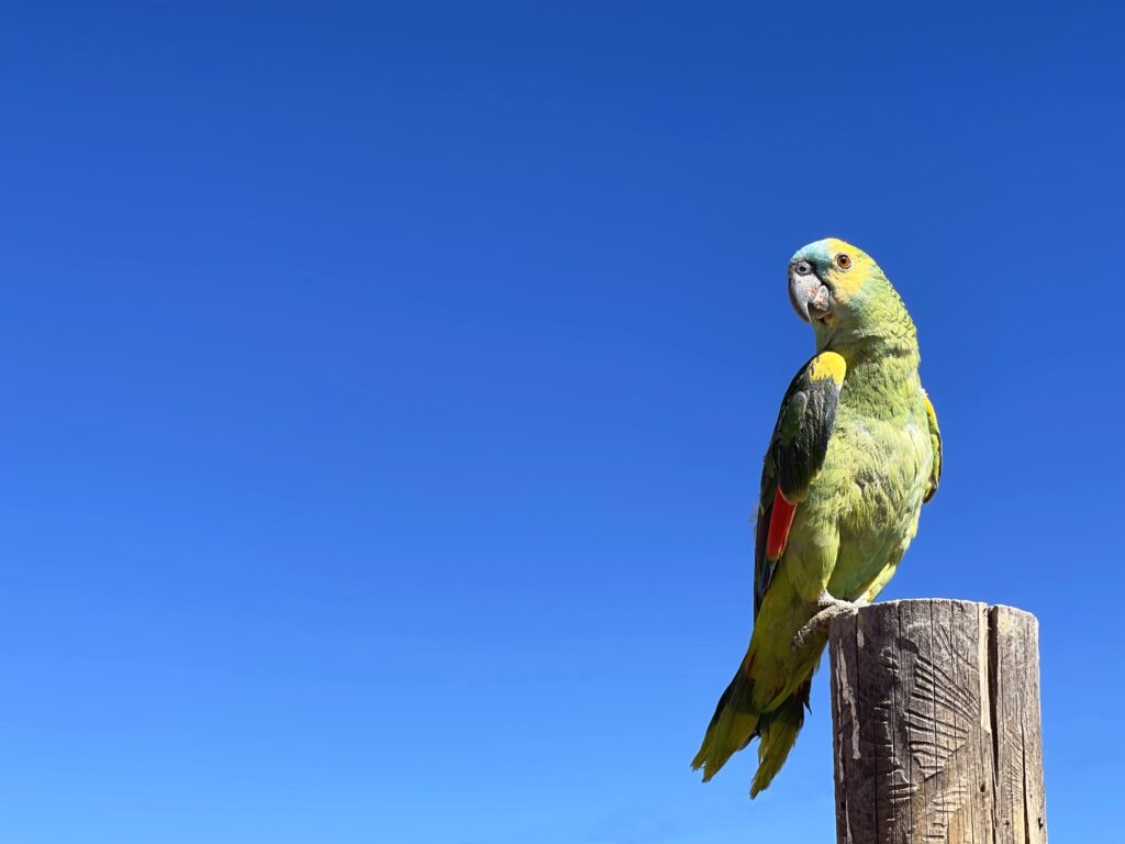 Des jouets différents entre perroquet bébé et perroquet adulte Un perroquet Amazone à front bleu perché