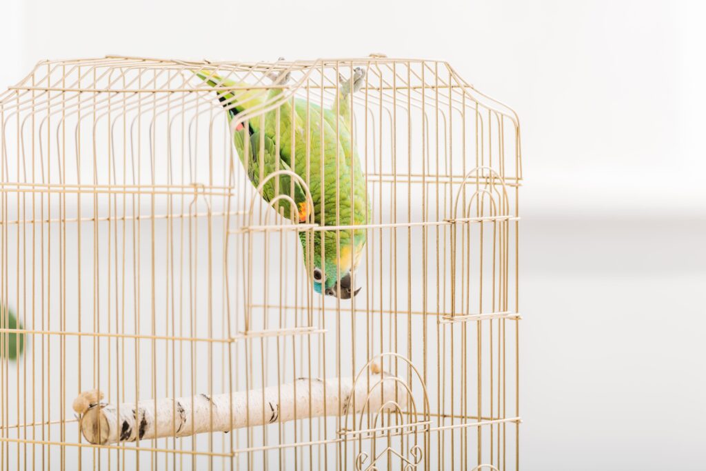 Un perroquet dans une cage, la tête à l'envers